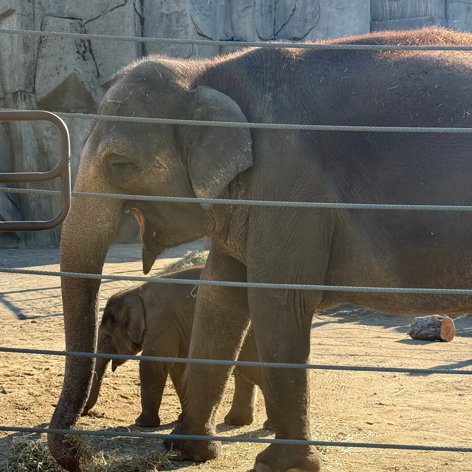 Asian Elephant Phoebe with her calf Oliver, who was born October 2025 at the Columbus Zoo and Aquarium.